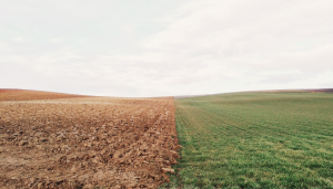 grass isn't always greener image